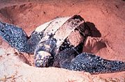 Leatherback Sea Turtle, Dermochelys coriacea