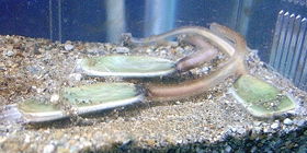 Lingula anatina, a brachiopod that grows in coastal areas of warm seas.
