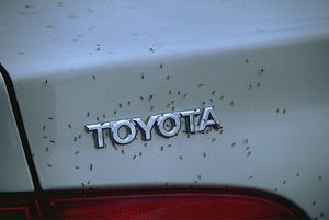 Midges on a car