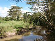 Hippo-pool in Nairobi National Park