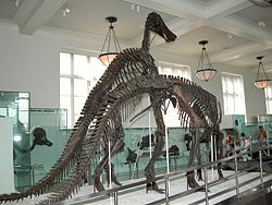 Anatotitan fossil skeletons.
