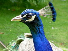 An Indian blue peacock's head