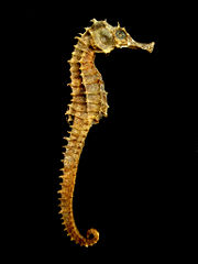 Medicinal seahorse.