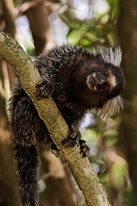 Common marmoset(Callithrix (Callithrix) jacchus)