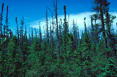 Black Spruce taiga, Copper River, Alaska.