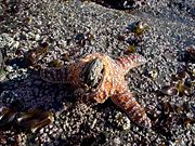 Starfish consuming a mussel