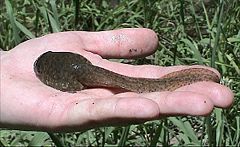 Bullfrog tadpole