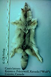 Coyote pelt from Canada