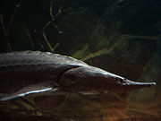 Sturgeon