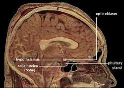 Hypothalamus - New World Encyclopedia