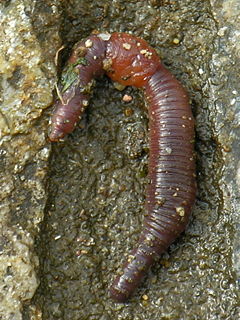 Earthworm