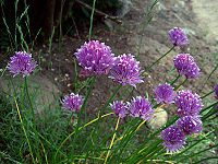 Close-up of a clump of chives.