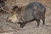 The Collared Peccary bears a superficial resemblance to a wild pig.