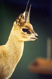 Klipspringer, Oreotragus oreotragus, one of the smaller bovids.