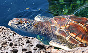 Green Sea Turtle, Chelonia mydas
