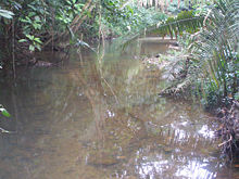 South Stann Creek on valley floor of Cockscomb West Basin.