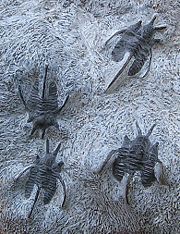Cyphaspis tafilalet—trilobites of the order Proetida