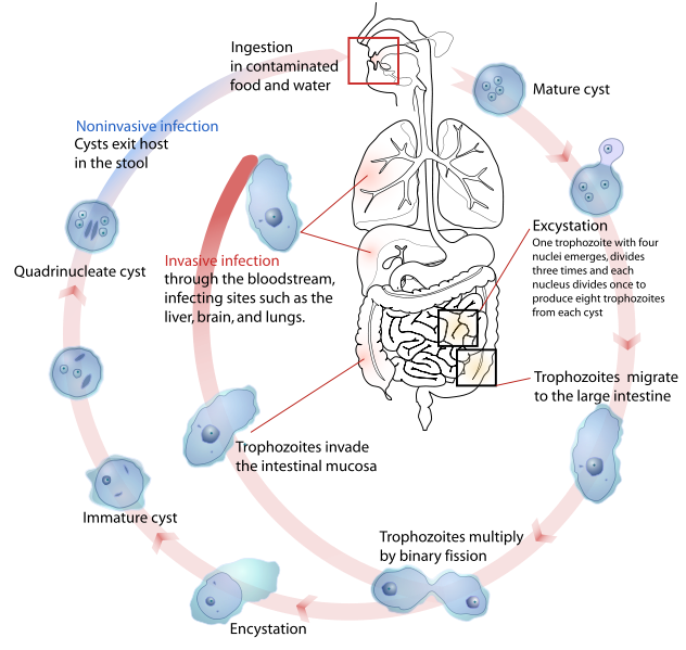 Image:Entamoeba histolytica life cycle-en.svg