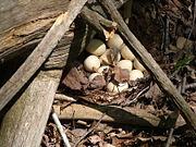 Nest with large clutch