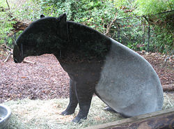 An adult Malayan Tapir sitting