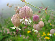 A flower found in the park.
