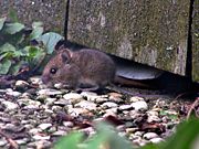 Wood Mouse
