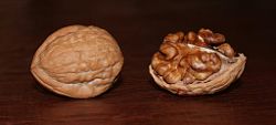 Juglans regia walnuts.