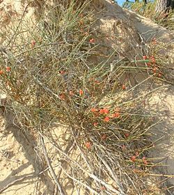 The Ephedra plant has been identified as a possible source of the sacred Haoma of Zoroastrianism.