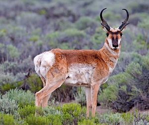 Pronghorn are commonly found on the grasslands in the park