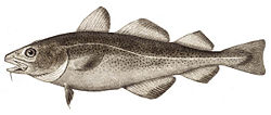 Atlantic Cod (Gadus morhua)