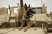 Belgian Malinois war dog.
