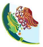 Endomembrane system