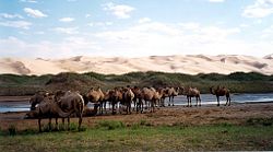 Bactrian camels by the sand dunes of Khongoryn Els, Gurvansaikhan NP, Mongolia.