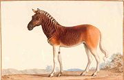 1793 illustration of the quagga stallion of Louis XVI's menagerie at Versailles.
