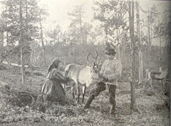 Milking reindeer in the nineteenth century