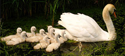 Swan with nine cygnets