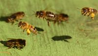 Working bees.