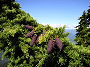 Mountain Hemlock foliage and cones