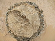Date palm stump showing the wood structure.