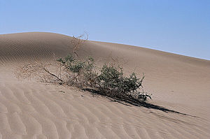 Desert brush.