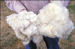 Long and short hair wool at the South Central Family Farm Research Center in Boonesville, Arizona.