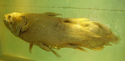 A preserved Coelacanth specimen in the Natural History Museum, London