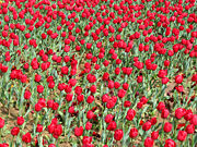 Field of red tulips, Floriade, Canberra