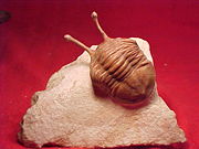 Asaphus kowalewskii, a trilobite from Russia