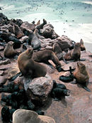 Cape fur seal