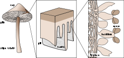 Schematic of a typical basidiocarp, the dipoid reproductive structure of a basidiomycete, showing fruiting body, hymenium and basidia.