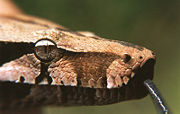 Boa constrictor