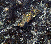 Caddisfly larva with portable case of rock fragments