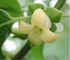 American persimmon flower