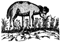The Vegetable Lamb in a seventeenth century illustration